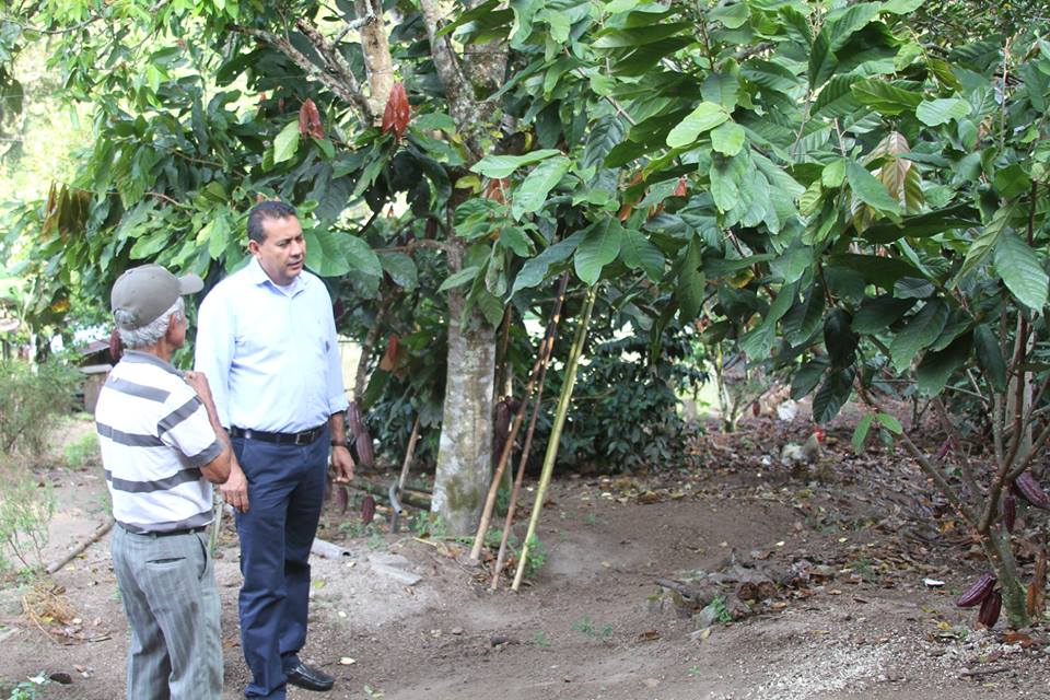 Alianzas productivas Fortalecen el Cultivo de Cacao en Cáchira