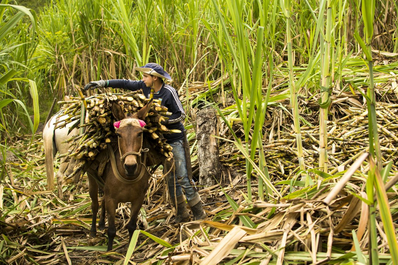 Asomunicipios dispondrá de un equipo asesor para acompañar a los productores