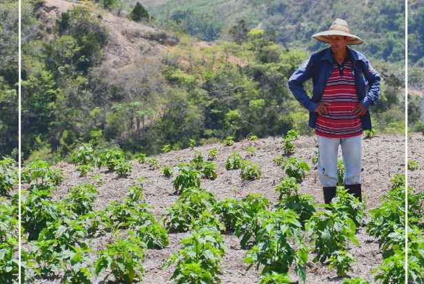 Día del campesino